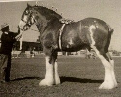 stallion Dillars Benedictine (Clydesdale, 1989, from Ayton Perfection)