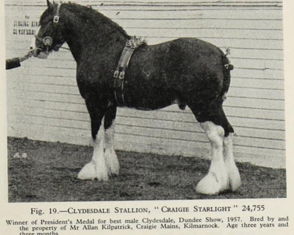 stallion Craigie Starlight (Clydesdale, 1954, from Craigie Commodore)