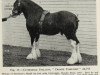 stallion Craigie Starlight (Clydesdale, 1954, from Craigie Commodore)