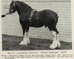 Deckhengst Craigie Starlight (Clydesdale, 1954, von Craigie Commodore)