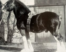 Deckhengst Craigie Ambition (Clydesdale, 1924, von Bonnie Buchlyvie 14032)