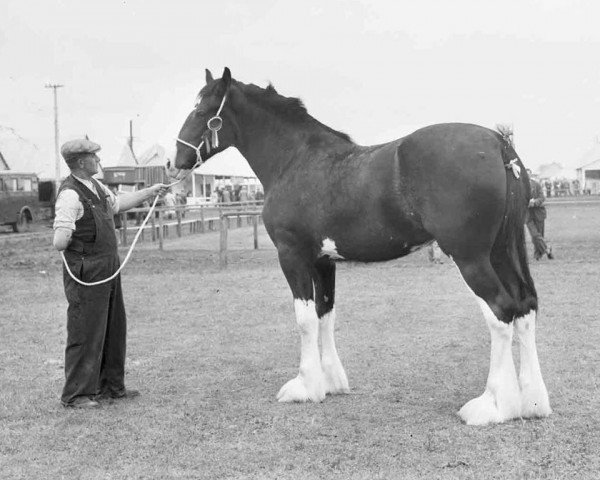 broodmare Craigie Black Pearl (Clydesdale,  , from Craigie Chieftain)