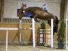 Springpferd Butterfly Queen Vbb CH (Schweizer Warmblut, 2014, von Balou Star)