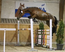 jumper Butterfly Queen Vbb CH (Schweizer Warmblut, 2014, from Balou Star)