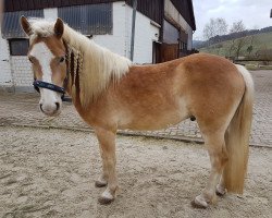 Pferd Santos aus der Muthzucht (Haflinger, 2015, von Sternwind)