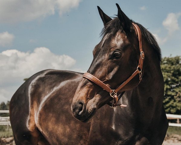 broodmare Queen's World (Hanoverian, 2010, from Quaterback)