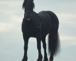 dressage horse Duncan (Westfale, 2005)