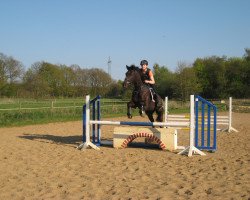 jumper Roska Star (Trakehner, 2003, from Elvis)