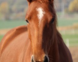 dressage horse Hirtenblume (Trakehner, 2015, from Donauruf 2)