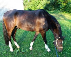 Springpferd Casanova (Württemberger, 2008, von Ciacomo)