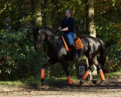 dressage horse Data 2 (Hanoverian, 2013, from Don Frederic 3)