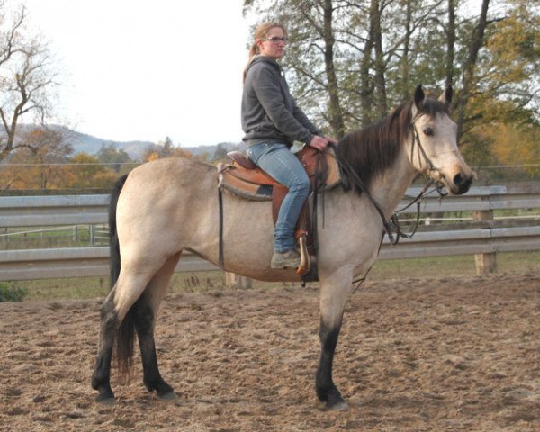 Zuchtstute Browney Lady (Connemara-Pony, 2008)