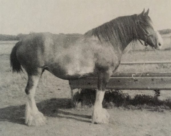 broodmare Donna Royal Gift (Clydesdale, 1968, from Collessie Royal Gift)