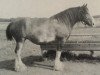 broodmare Donna Royal Gift (Clydesdale, 1968, from Collessie Royal Gift)