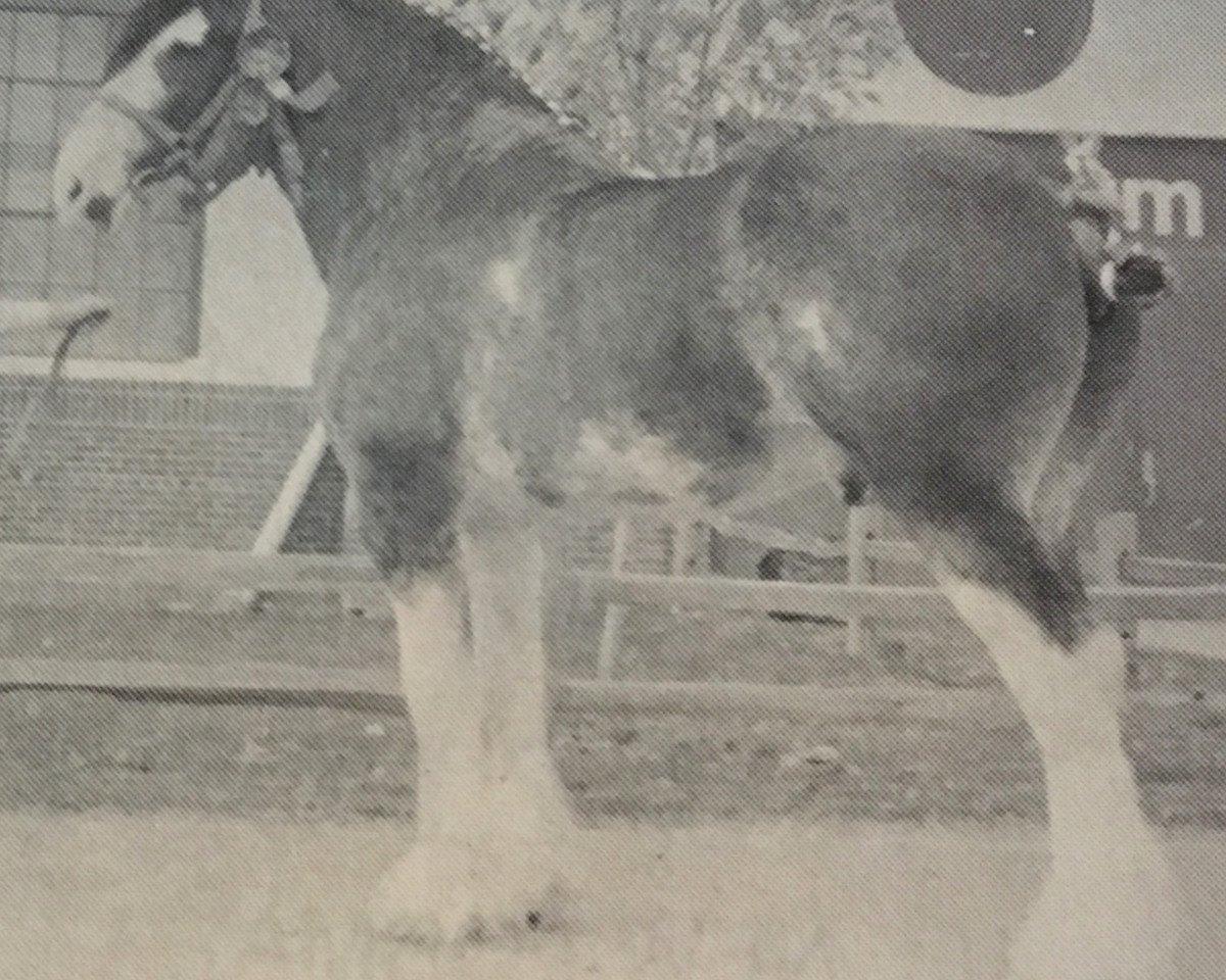 Deckhengst Solomon's Commodore (Clydesdale, 1977, von Riverview Benefactor Ideal)