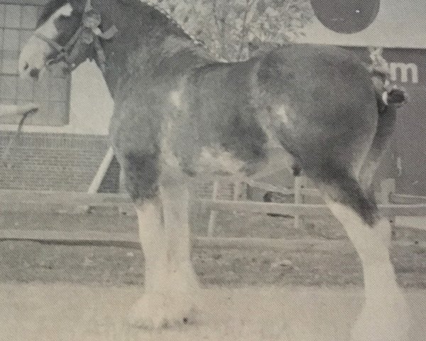 stallion Solomon's Commodore (Clydesdale, 1977, from Riverview Benefactor Ideal)