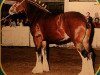 broodmare Carson's Made to Measure (Clydesdale, 1994, from Ainville Freelance)