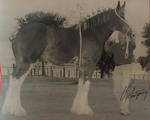 Zuchtstute 2S Sensationally Made (Clydesdale, 1999, von Doura Sensation)