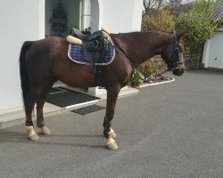 dressage horse Lacanto R Master of Desaster (Austrian Warmblood, 2014, from Smaragdt)