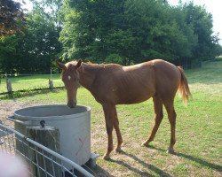 Springpferd Chacforkee (Oldenburger Springpferd, 2017, von Chaccato)