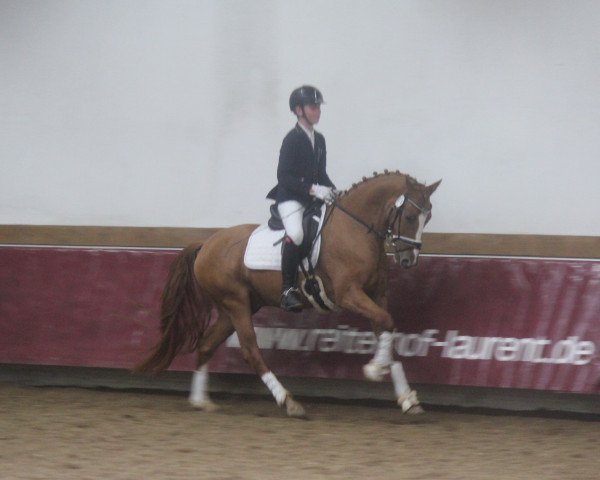 dressage horse Datham K (German Riding Pony, 2014, from FS Daddy Cool)