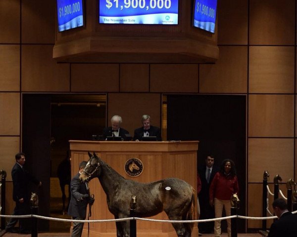 horse Stillcharingmaria xx (Thoroughbred, 2018, from Pioneerof The Nile xx)