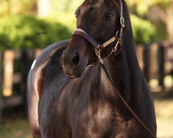 broodmare Song of Bernadette xx (Thoroughbred, 2009, from Bernardini xx)