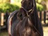 broodmare Song of Bernadette xx (Thoroughbred, 2009, from Bernardini xx)