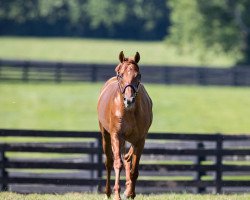 stallion Gun Runner xx (Thoroughbred, 2013, from Candy Ride xx)