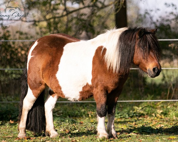 broodmare StPrSt Pr** Steinburgs Malia (Shetland Pony, 2011, from Bandley of Baltic Sea)