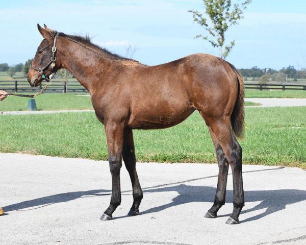 horse Stute von American Pharoah xx (Thoroughbred, 2018, from American Pharoah xx)