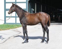 horse Hengst von Paynter xx (Thoroughbred, 2018, from Paynter xx)