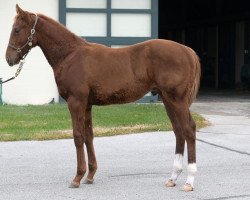 horse Hengst von Speightstown xx (Thoroughbred, 2018, from Speightstown xx)