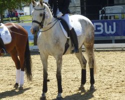 dressage horse Klara 56 (Trakehner, 2006, from Connery)