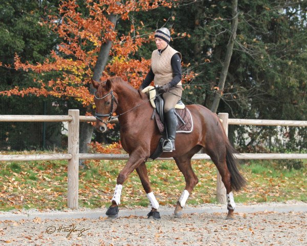 dressage horse D`Elegance (Westphalian, 2016, from Dantano)