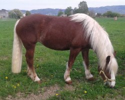 dressage horse Mira vom Hofgut Fremersberg (Black Forest Horse, 2008, from Montan)