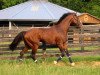 stallion Union Rags xx (Thoroughbred, 2009, from Dixie Union xx)