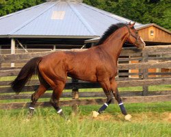 Deckhengst Union Rags xx (Englisches Vollblut, 2009, von Dixie Union xx)