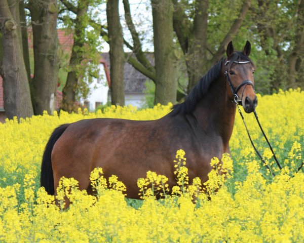 Zuchtstute Emely Rose (Oldenburger, 2011, von Serano Gold)