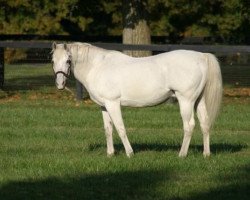 stallion Cozzene xx (Thoroughbred, 1980, from Caro xx)