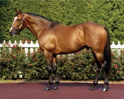 stallion Toccet xx (Thoroughbred, 2000, from Awesome Again xx)