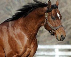 stallion Silver Deputy xx (Thoroughbred, 1985, from Deputy Minister xx)