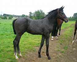 jumper Contendorino (Hanoverian, 2009, from Contendro I)