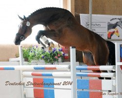 jumper Cleo 217 (Hanoverian, 2011, from Cloney)