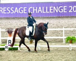 dressage horse Dancing Boy 20 (Rhinelander, 2004, from Diamond Hit)