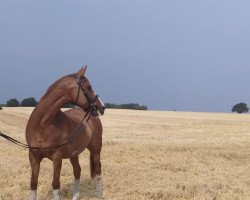 Pferd Carlotta (Deutsches Sportpferd, 2007, von Cancoon)