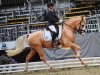 dressage horse Der kleine Sonnenschein (German Riding Pony, 2015, from Deinhard B)