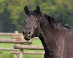 Zuchtstute Renaissance (Trakehner, 2016, von E.H. Millennium)