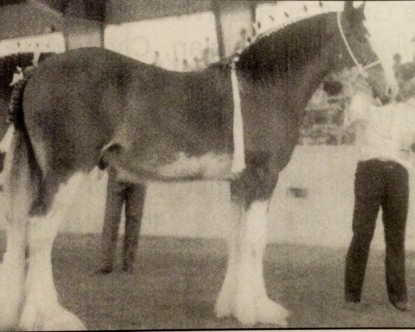 Deckhengst Croydon Benefactor (Clydesdale, 1975, von Riverview Benefactor Ideal)