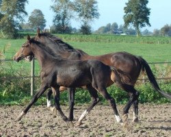 jumper Gyon SAG (Nederlands Rijpaarden en Pony, 2018, from Glasgow van het Merelsnest)